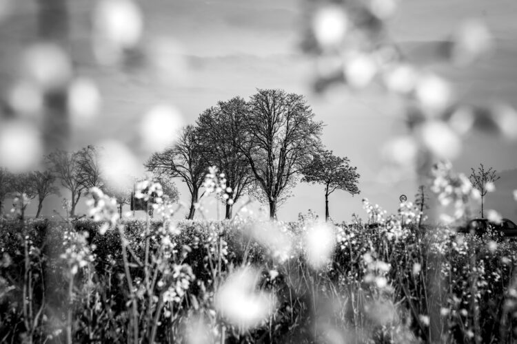 Baum-1