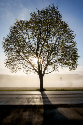 Baum-2