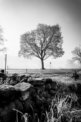 Baum-3