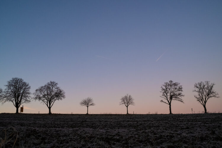 Baum-4