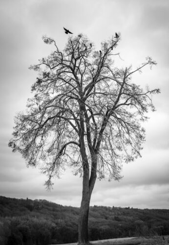 Baum-6