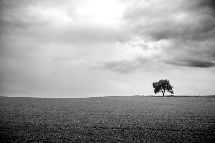 Baum-7