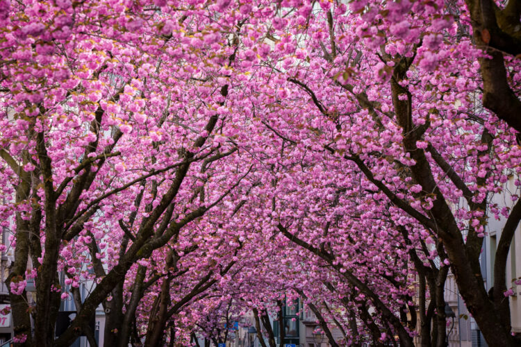 Cherryblossom-1