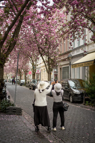 Cherryblossom-10