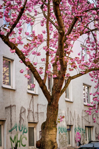 Cherryblossom-12