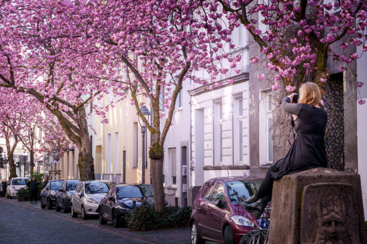 Cherryblossom-5
