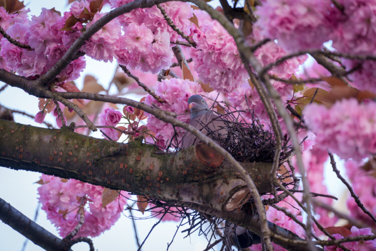 Cherryblossom-6