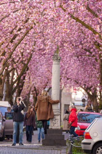 Cherryblossom-7