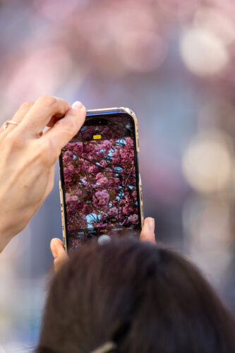 Cherryblossom-8