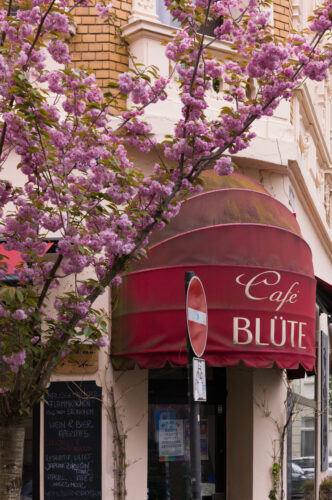 Cherryblossom-9