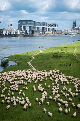 Rheinauhafen-4