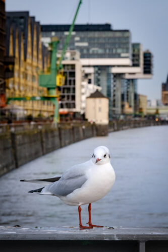 Rheinauhafen-7