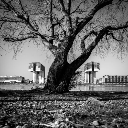 Rheinauhafen-8